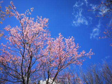 Japonya 'da kiraz çiçeği