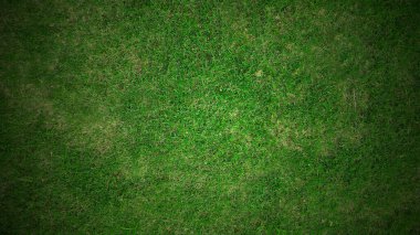 yeşil çimen dokusu arkaplanı