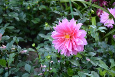 Bahçedeki küçük güzel pembe çiçekler