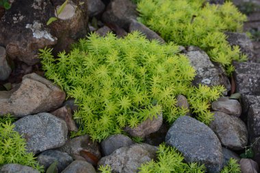 Bahçede yeşil yosun