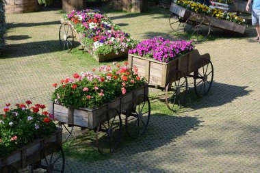 Bahçedeki çiçekler