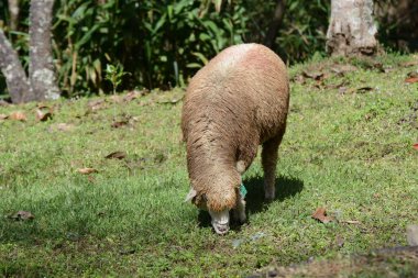 Yeşil tarlada bir koyun