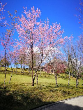 Baharda mavi gökyüzü ile sakura çiçekleri