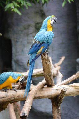 Doğadaki güzel papağanlar.