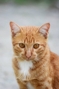 Kırmızı ve beyaz kedi sokakta