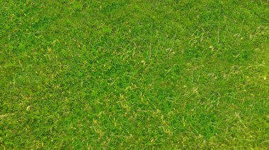 Baharda tarlada yeşil çimen