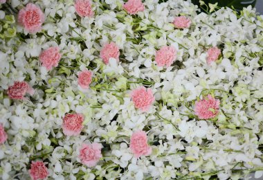 pembe ve yeşil bahçe çiçekleri