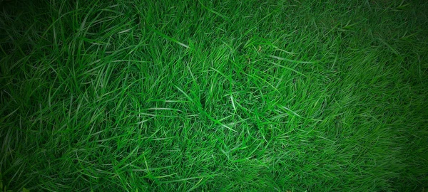 Zelená Tráva Textura Pozadí — Stock fotografie