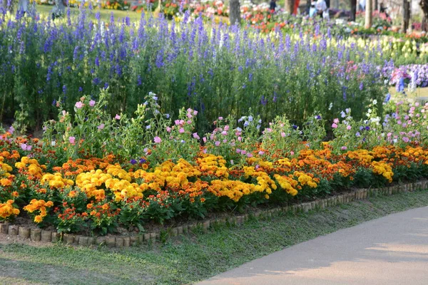 花园里美丽的花 — 图库照片