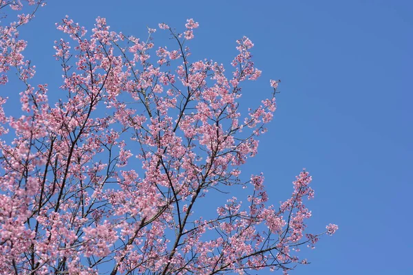 Sakura Kwiat Różowe Kwiaty Zielonymi Liśćmi — Zdjęcie stockowe