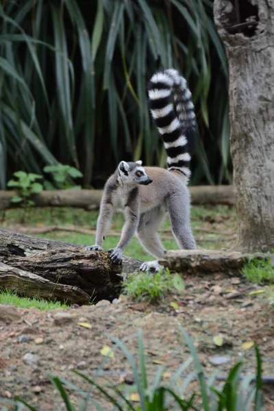 lemur sitting on the tree in forest