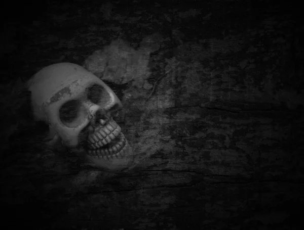 Skull Skeleton Dark Background — Stock Photo, Image