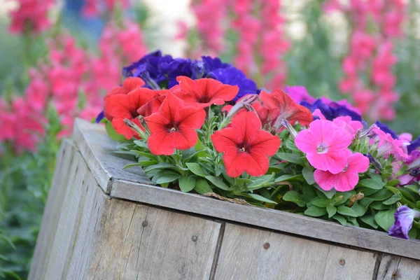 Pink Flowers Pot Wooden Background — Stock Photo, Image