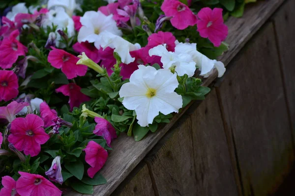 Flores Rosa Uma Caixa Madeira — Fotografia de Stock