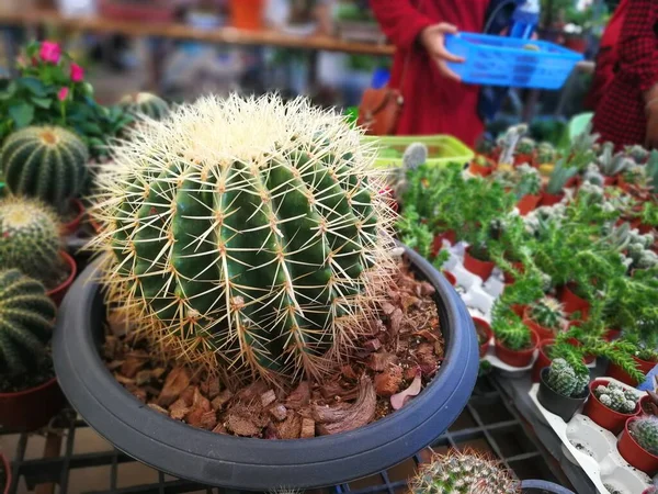 Gyönyörű Kis Kaktuszok Eladó Boltban — Stock Fotó