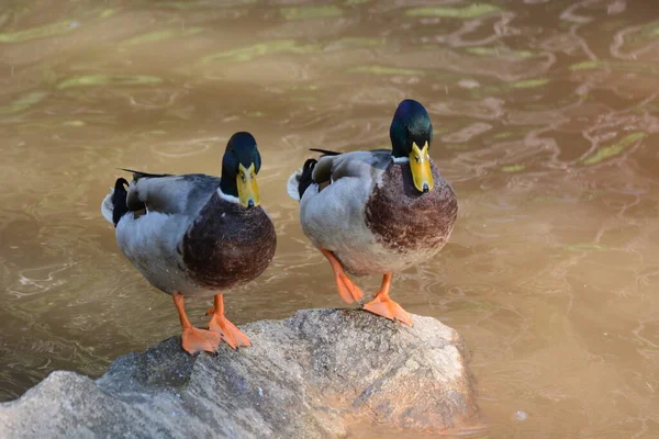 Canards Sur Étang Dans Parc — Photo