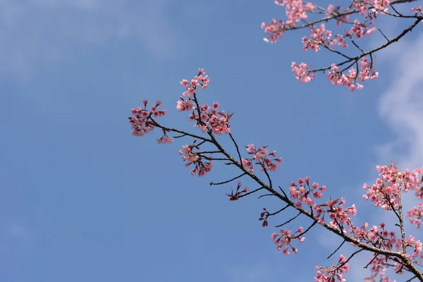 Sakura Kwiat Różowe Kwiaty Zielonymi Liśćmi — Zdjęcie stockowe