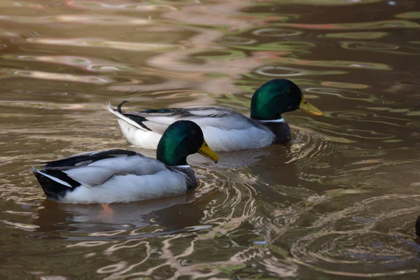 Canards Sur Étang Dans Parc — Photo