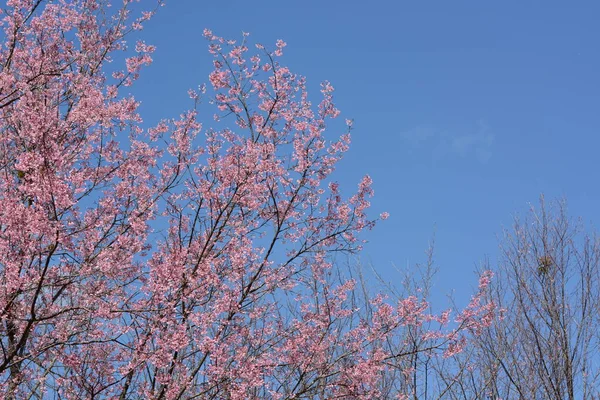 Sakura Kwiat Różowe Kwiaty Zielonymi Liśćmi — Zdjęcie stockowe