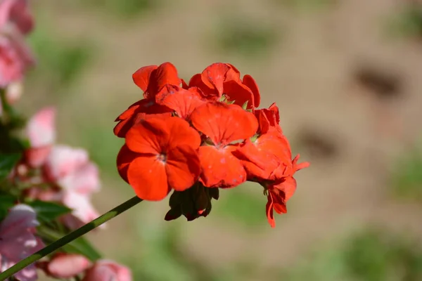 Röda Blommor Trädgården — Stockfoto