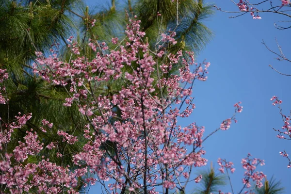 Цветок Сакуры Розовые Цветы Зелеными Листьями — стоковое фото