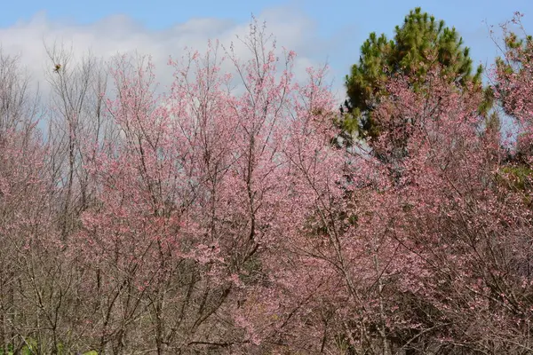 Sakura Kwiat Różowe Kwiaty Zielonymi Liśćmi — Zdjęcie stockowe