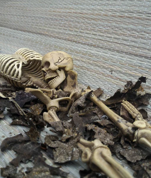 Skull Skeleton Grey Background — Stock Photo, Image