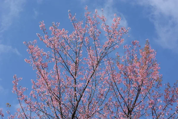 Sakura Kwiat Różowe Kwiaty Zielonymi Liśćmi — Zdjęcie stockowe