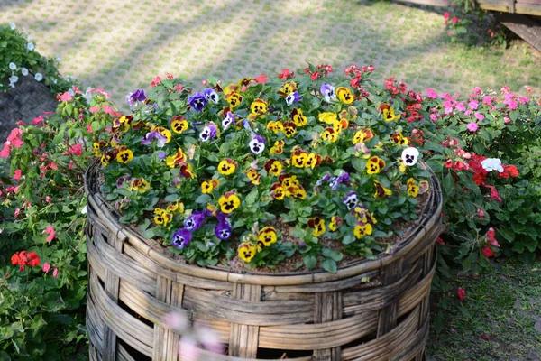 Colorful Flowers Garden — Stock Photo, Image