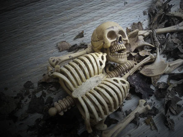 Kafatası Iskelet Gri Arkaplanda — Stok fotoğraf