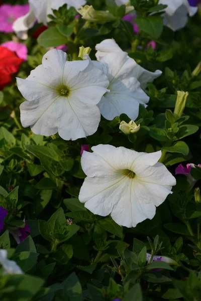 Hermosas Flores Jardín —  Fotos de Stock