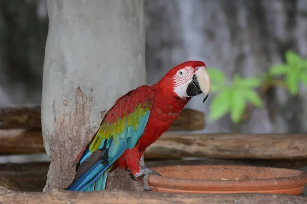 Papagaio Arara Natureza — Fotografia de Stock