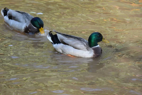 Canards Sur Étang Dans Parc — Photo