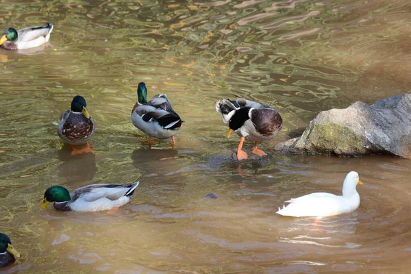 Canards Sur Étang Dans Parc — Photo