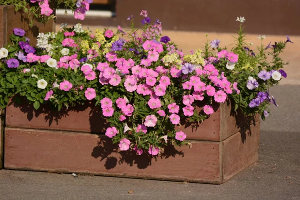 Pink Flowers Flowerpot Background Brick Wall — Stock Photo, Image