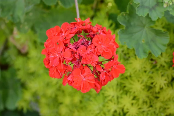 Bunga Merah Taman — Stok Foto