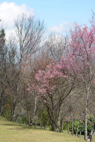 Sakura Kukka Vaaleanpunaisia Kukkia Vihreät Lehdet — kuvapankkivalokuva