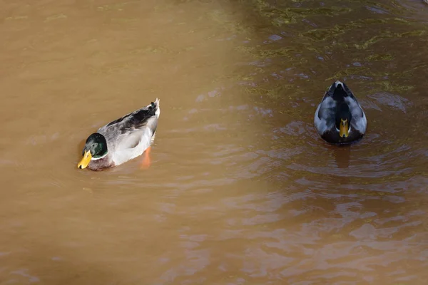 Canards Sur Étang Dans Parc — Photo