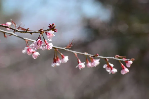 Sakura Kwiat Różowe Kwiaty Zielonymi Liśćmi — Zdjęcie stockowe