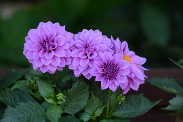 Flores Dahlia Rosa Jardim — Fotografia de Stock