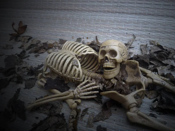 Crâne Squelette Sur Fond Gris — Photo
