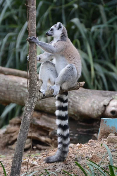 lemur sitting on the tree in forest