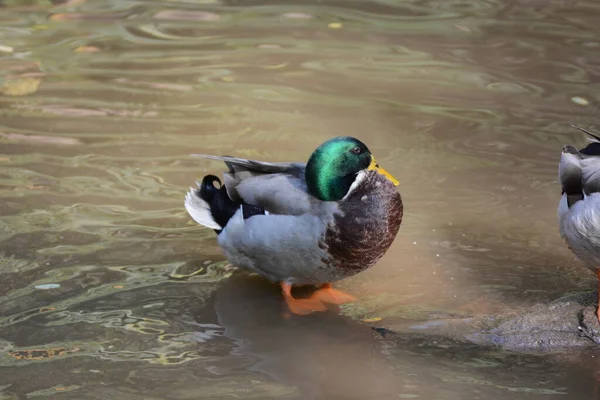 Canards Sur Étang Dans Parc — Photo