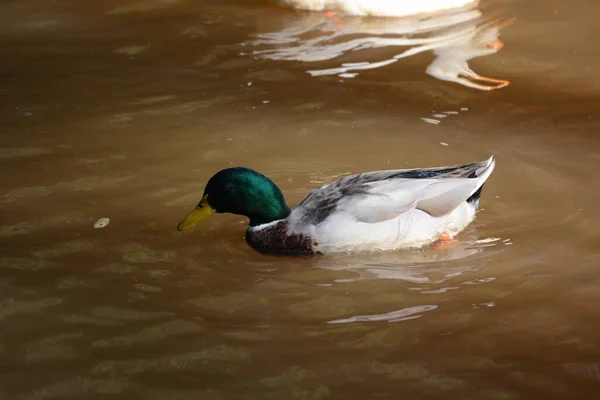 Patos Estanque Parque — Foto de Stock