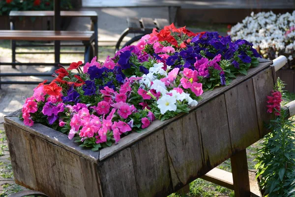 Flowers Garden — Stock Photo, Image