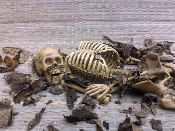 Crânio Esqueleto Sobre Fundo Cinza — Fotografia de Stock