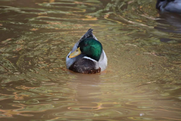 Patos Estanque Parque —  Fotos de Stock