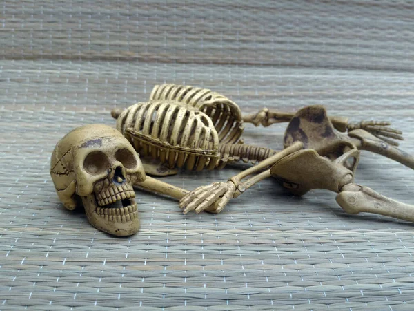 Crânio Esqueleto Sobre Fundo Cinza — Fotografia de Stock