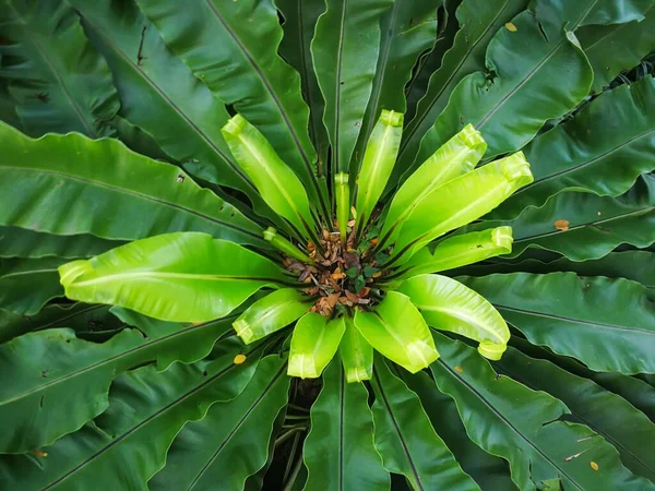 Banana Leaves Garden — Stock Photo, Image