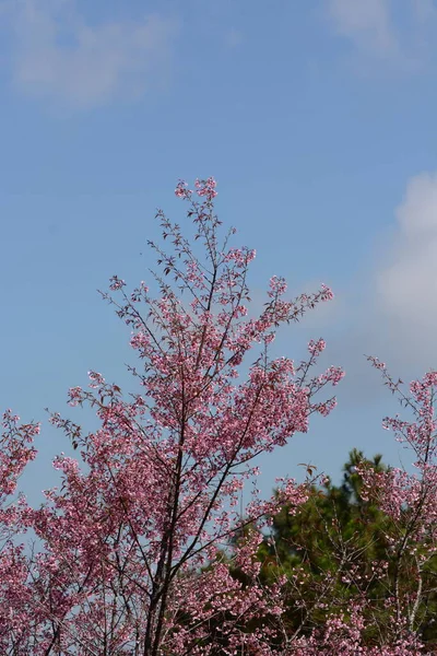 Sakura Kwiat Różowe Kwiaty Zielonymi Liśćmi — Zdjęcie stockowe